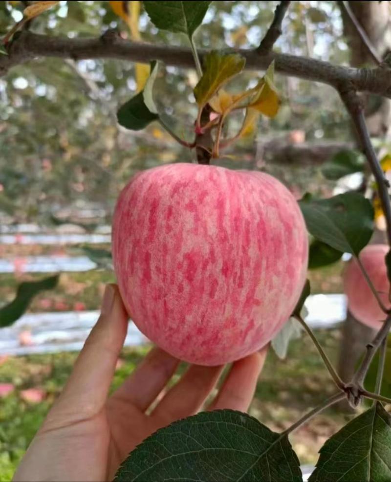 红富士苹果山东苹果条纹果偏红坏烂包赔产区供应全国发货