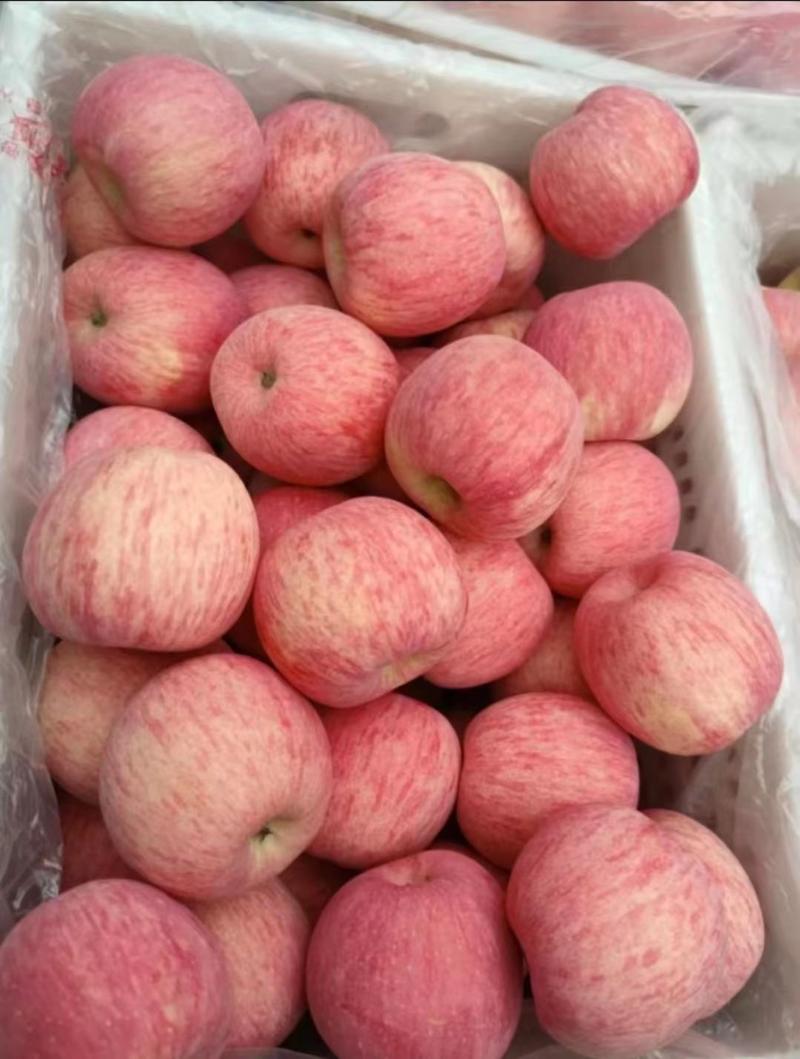 红富士苹果山东苹果条纹果偏红坏烂包赔产区供应全国发货