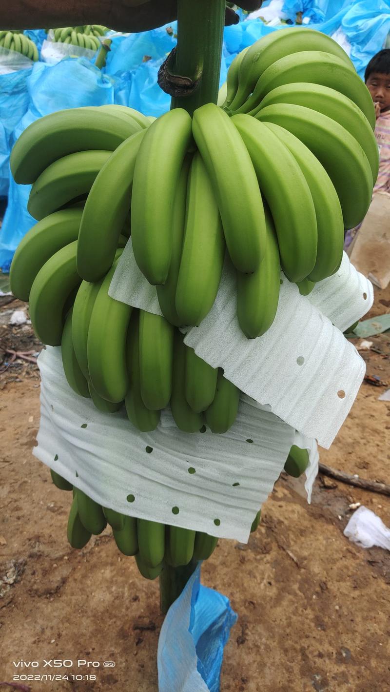 云南红河大基地香蕉，元阳，金平，开始大量上市了，货源充足