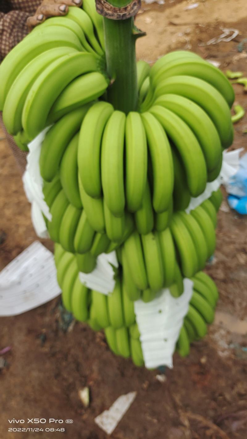 云南红河大基地香蕉，元阳，金平，开始大量上市了，货源充足