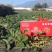 牛商推荐大凉山露天红颜牛奶草莓全国电商一件代发社区团购