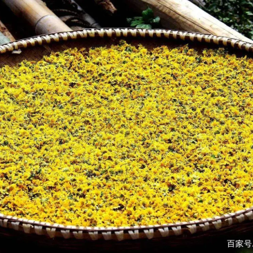 野菊花