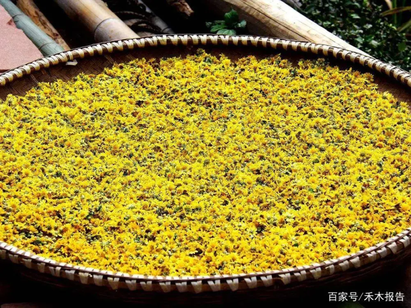 野菊花