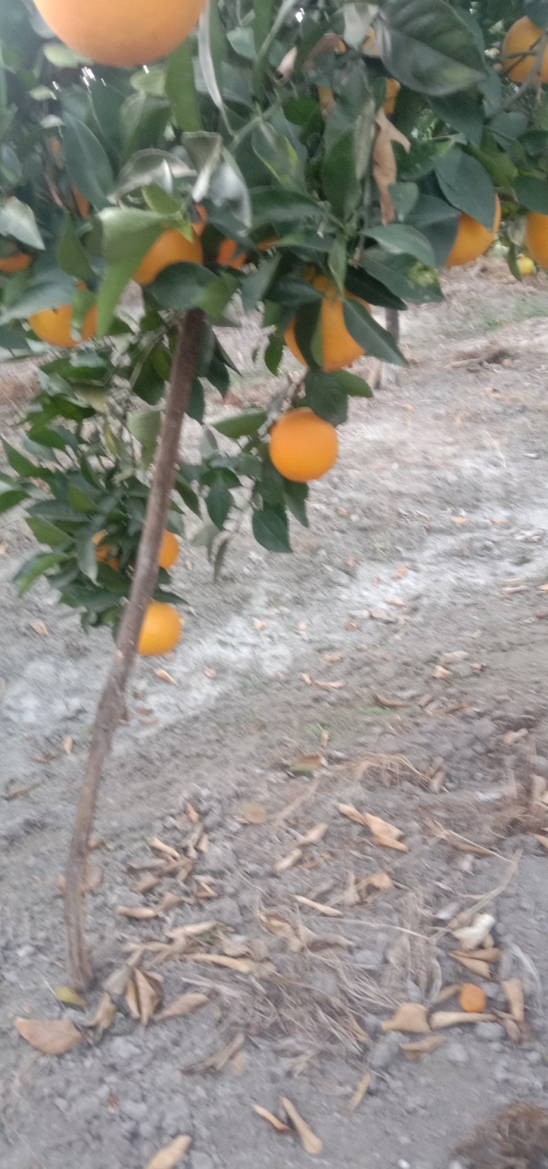 纽何尔可以上市了，果面干净，细皮嫩肉，欢迎老板来踩购