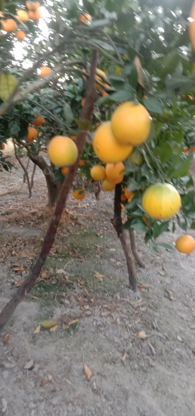 纽何尔可以上市了，果面干净，细皮嫩肉，欢迎老板来踩购