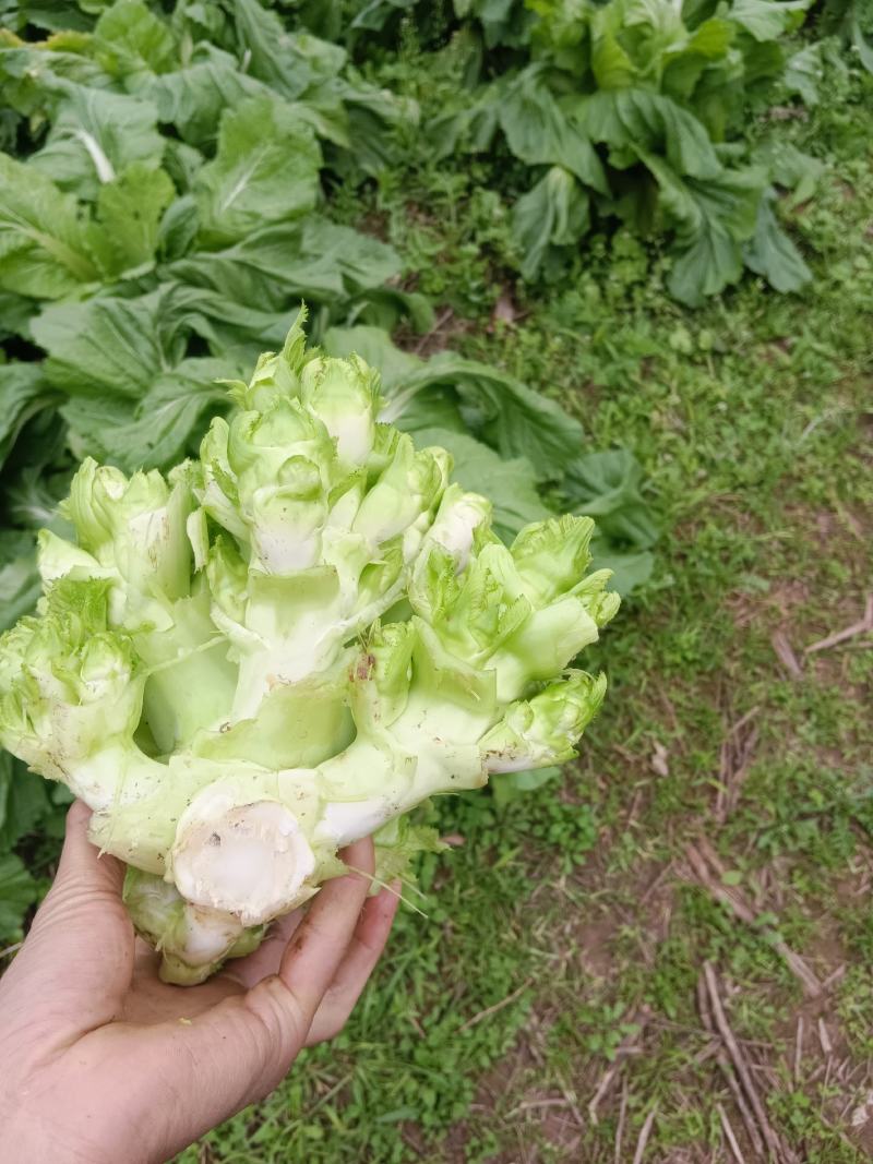 合川儿菜