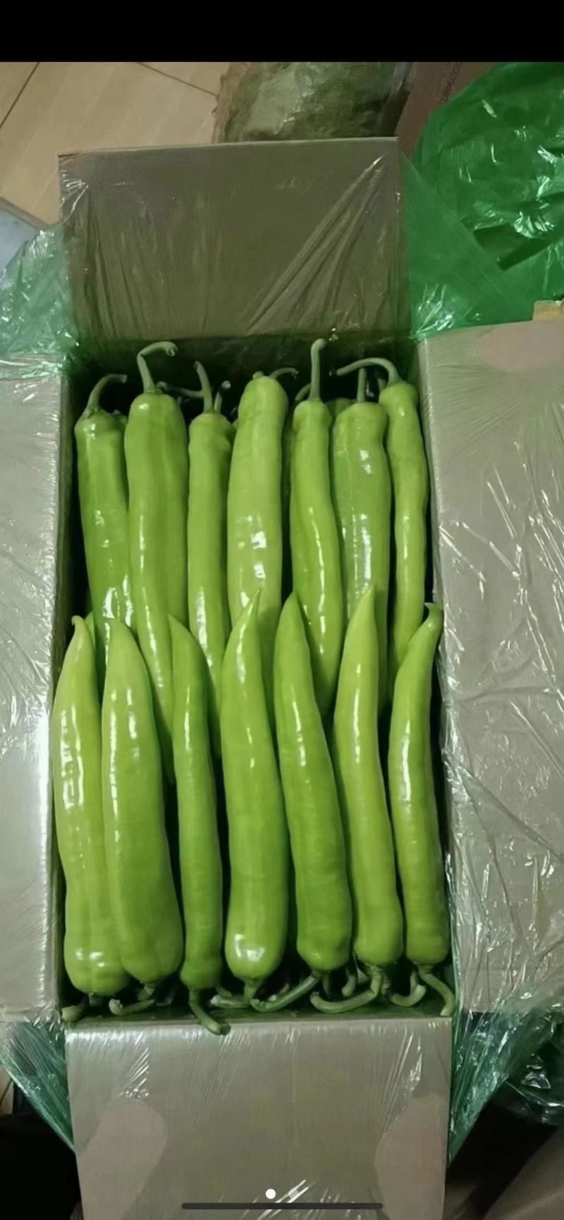辽宁鞍山鲜辣椒尖椒15~20厘米中辣一手货源诚信经营