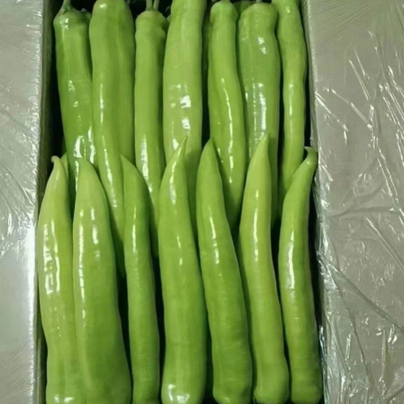 辽宁鞍山鲜辣椒尖椒15~20厘米中辣一手货源诚信经营