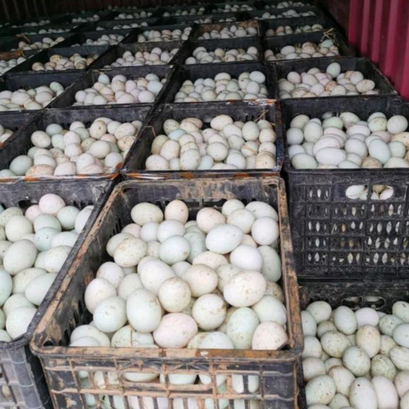 【牛商店铺】土鸭蛋大量供应全国发货量大从优可视频看