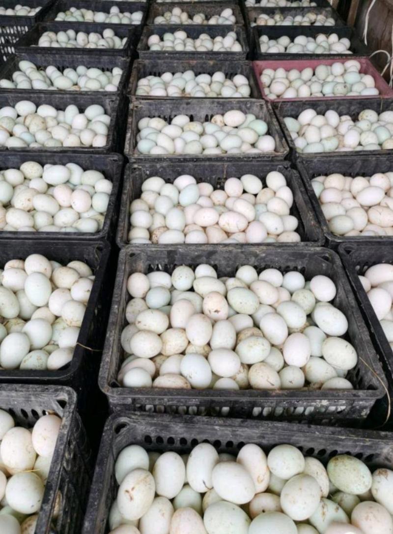 【牛商店铺】土鸭蛋大量供应全国发货量大从优可视频看