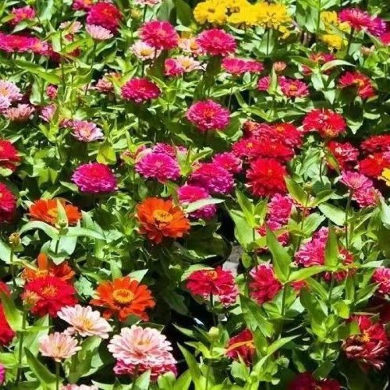 耐寒花种多年生野花组合种子四季开花波斯菊花籽庭院易种活室