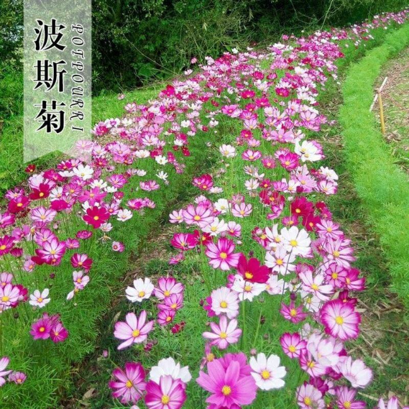 耐寒花种多年生野花组合种子四季开花波斯菊花籽庭院易种活室