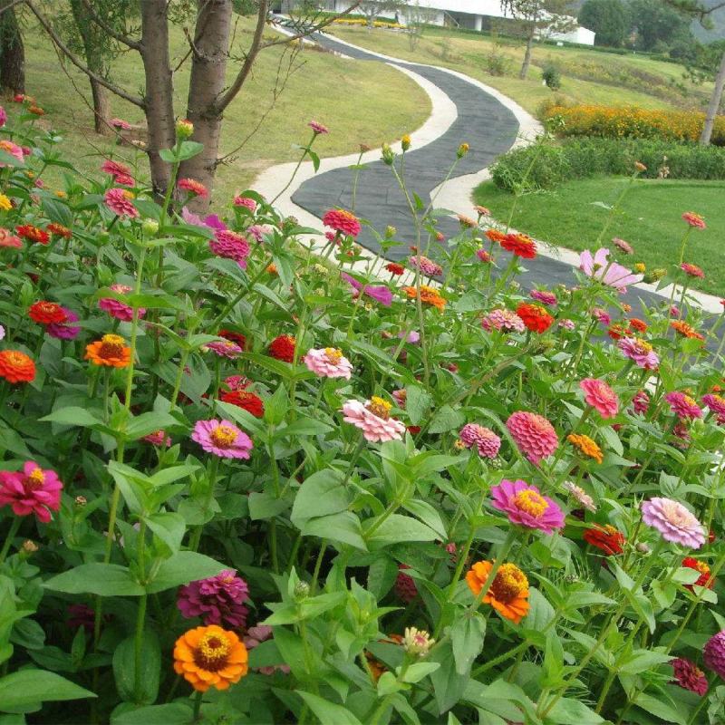 耐寒花种多年生野花组合种子四季开花波斯菊花籽庭院易种活室
