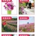 耐寒花种多年生野花组合种子四季开花波斯菊花籽庭院易种活室
