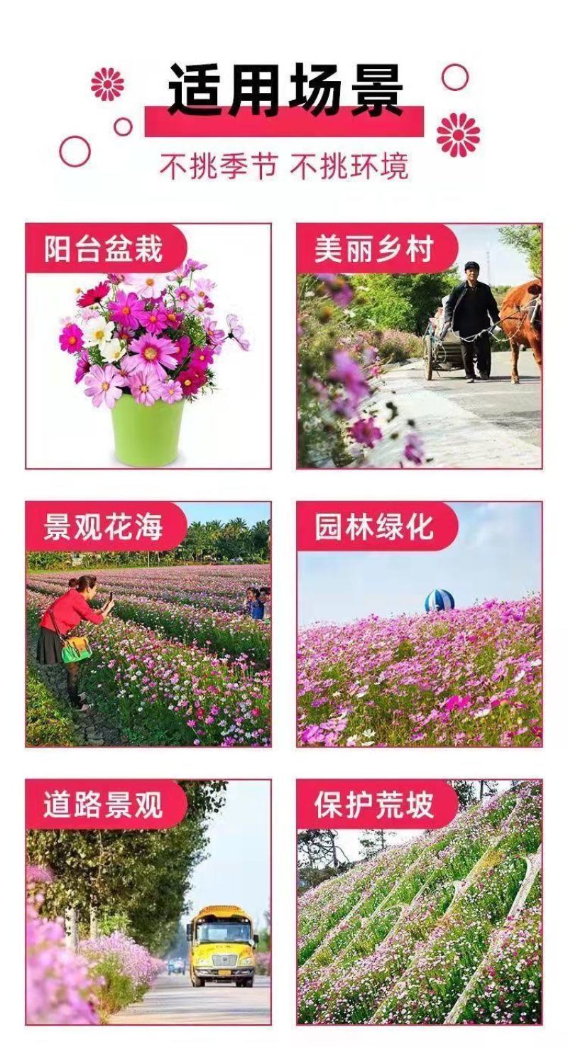 耐寒花种多年生野花组合种子四季开花波斯菊花籽庭院易种活室