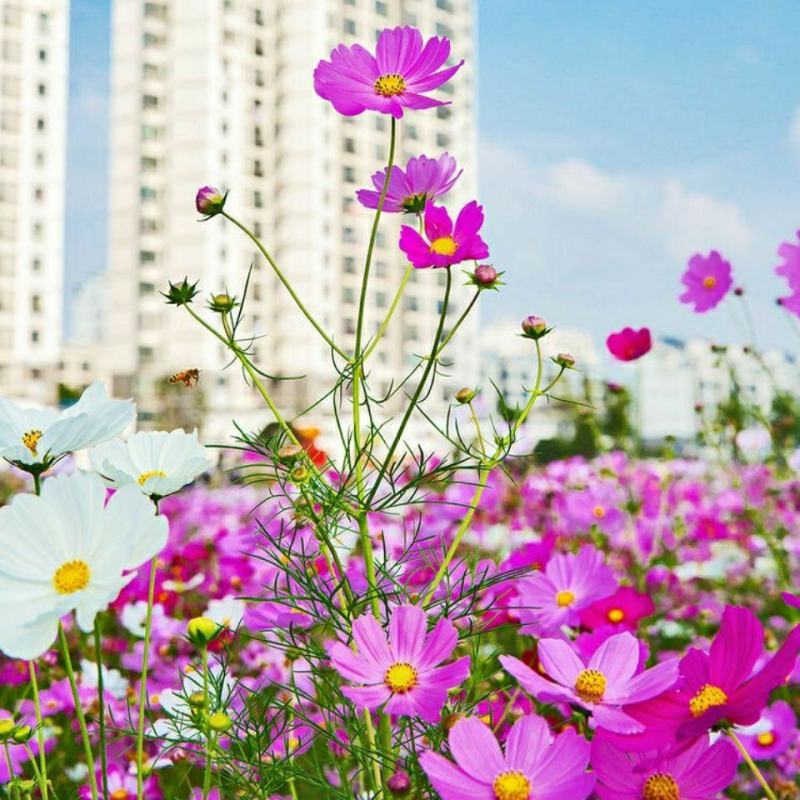耐寒花种多年生野花组合种子四季开花波斯菊花籽庭院易种活室
