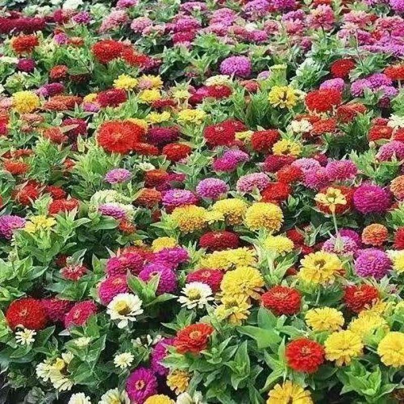 耐寒花种多年生野花组合种子四季开花波斯菊花籽庭院易种活室