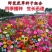 耐寒花种多年生野花组合种子四季开花波斯菊花籽庭院易种活室
