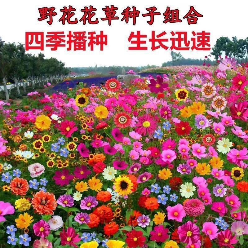 耐寒花种多年生野花组合种子四季开花波斯菊花籽庭院易种活室