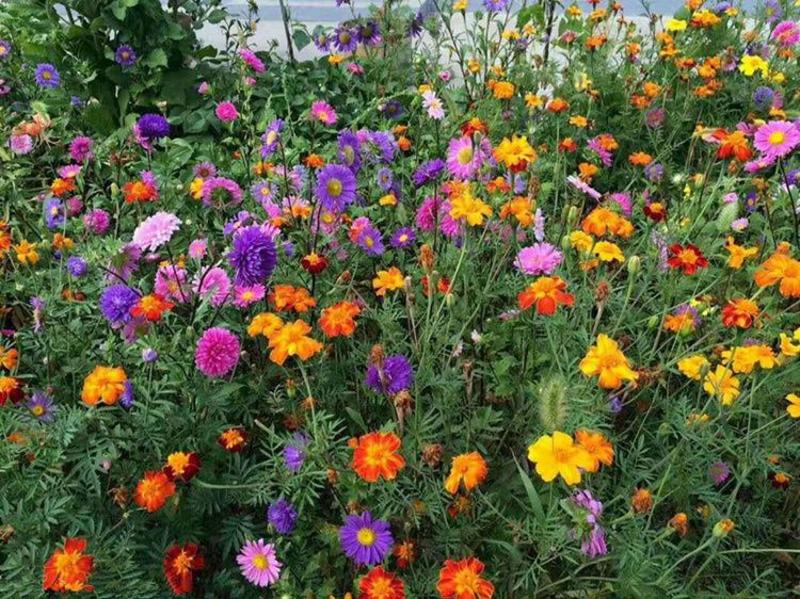 耐寒花种多年生野花组合种子四季开花波斯菊花籽庭院易种活室