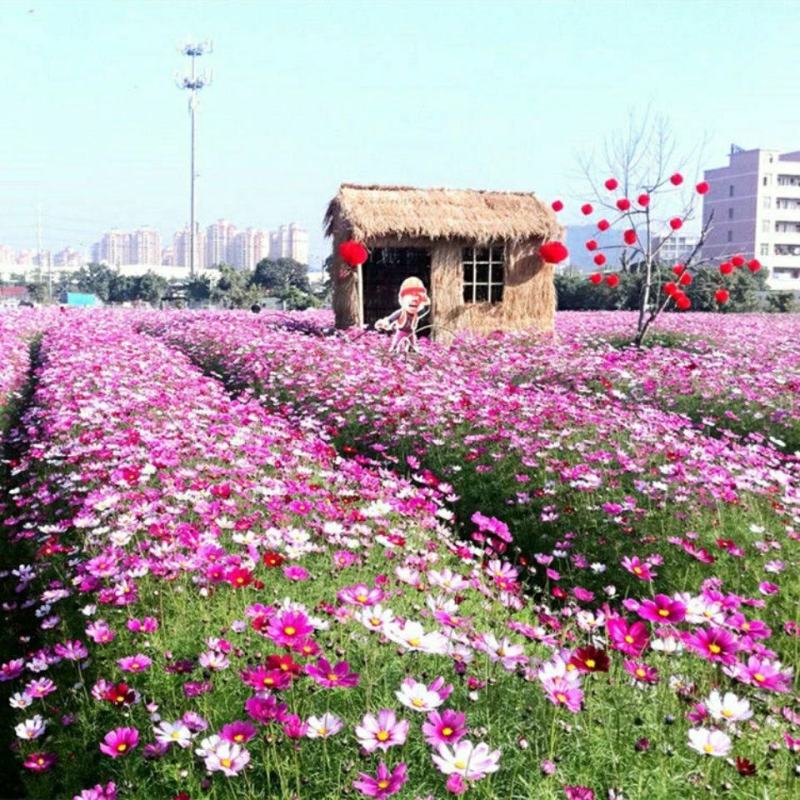 耐寒花种多年生野花组合种子四季开花波斯菊花籽庭院易种活室