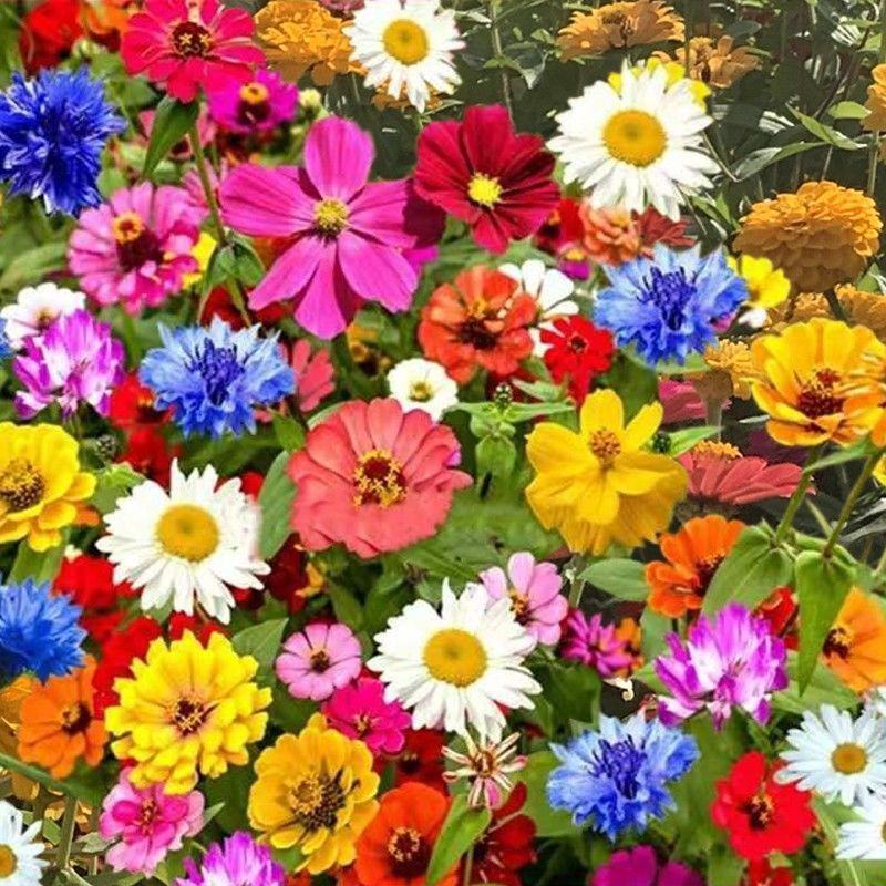 耐寒花种多年生野花组合种子四季开花波斯菊花籽庭院易种活室