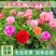 耐寒花种多年生野花组合种子四季开花波斯菊花籽庭院易种活室