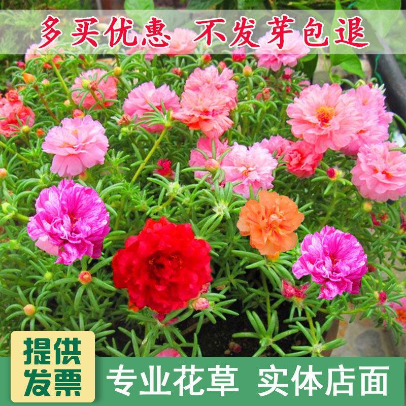 耐寒花种多年生野花组合种子四季开花波斯菊花籽庭院易种活室