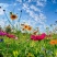 耐寒花种多年生野花组合种子四季开花波斯菊花籽庭院易种活室