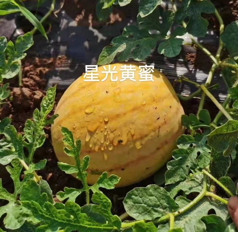 星光黄蜜西瓜种子皮薄金黄皮红瓤西瓜种子大红瓤糖度高