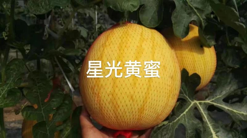 星光黄蜜西瓜种子皮薄金黄皮红瓤西瓜种子大红瓤糖度高