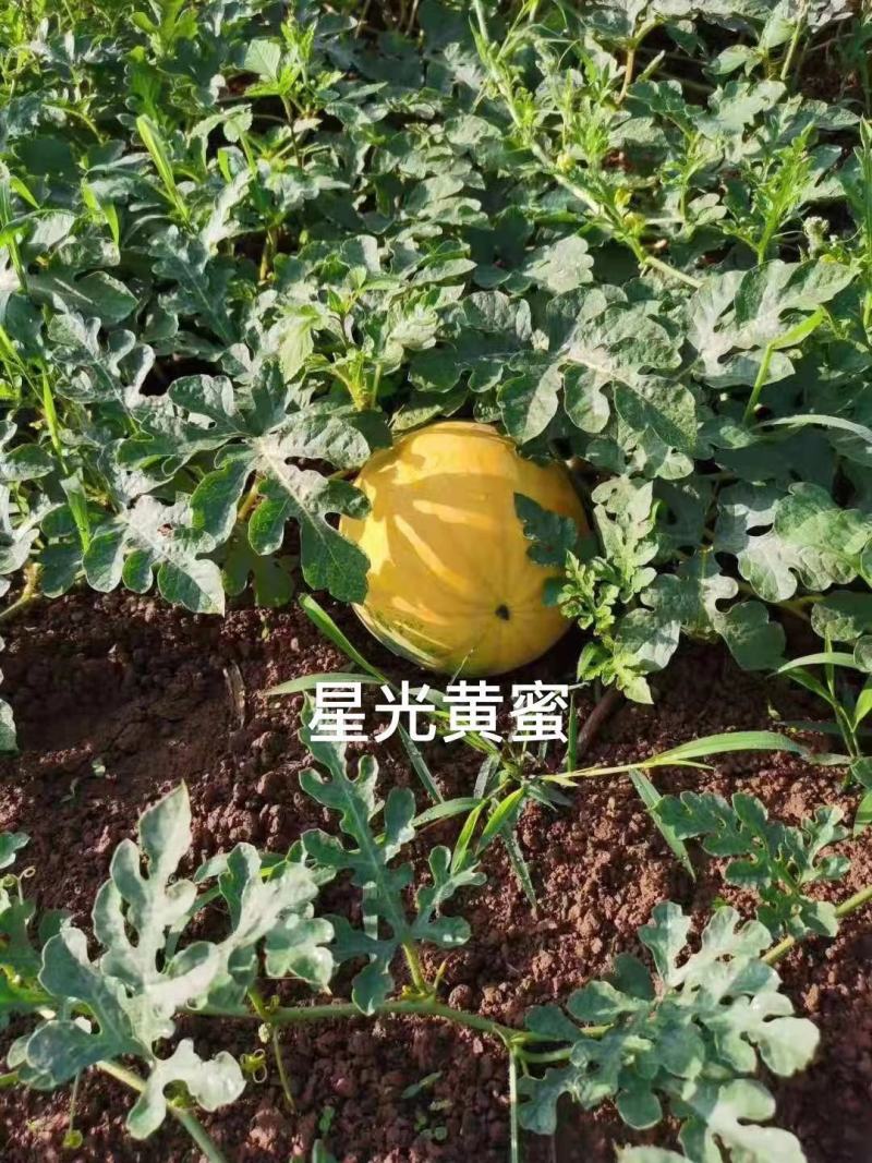 星光黄蜜西瓜种子皮薄金黄皮红瓤西瓜种子大红瓤糖度高