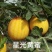 星光黄蜜西瓜种子皮薄金黄皮红瓤西瓜种子大红瓤糖度高