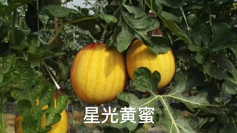 星光黄蜜西瓜种子皮薄金黄皮红瓤西瓜种子大红瓤糖度高