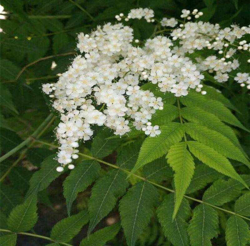 珍珠梅种子当年采收梅花种子庭院种植观赏花卉行道树