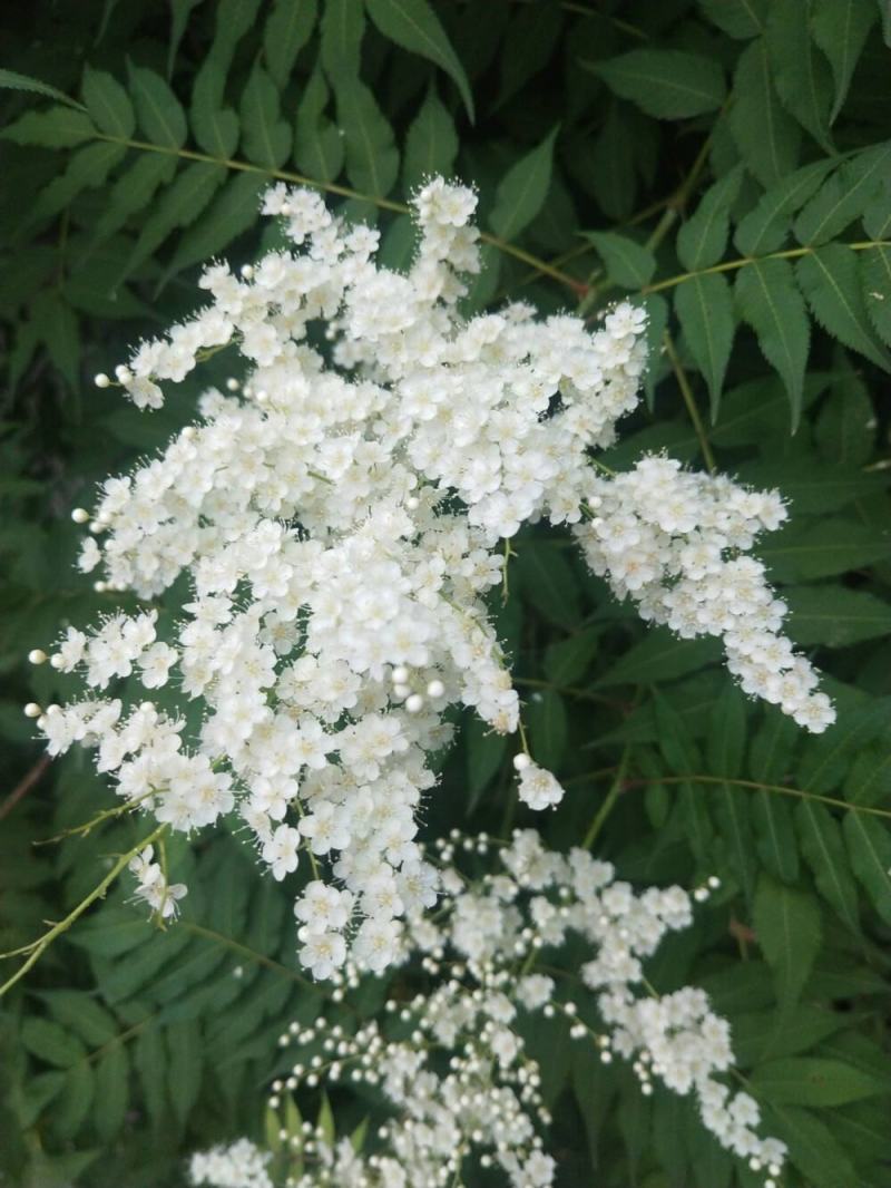 珍珠梅种子当年采收梅花种子庭院种植观赏花卉行道树