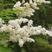 珍珠梅种子当年采收梅花种子庭院种植观赏花卉行道树