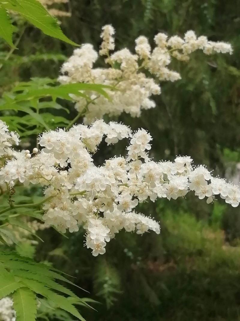 珍珠梅种子当年采收梅花种子庭院种植观赏花卉行道树