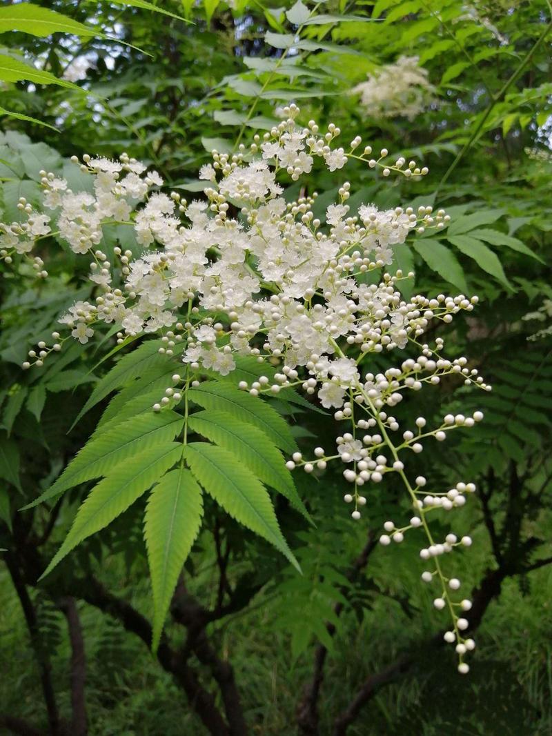 珍珠梅种子当年采收梅花种子庭院种植观赏花卉行道树