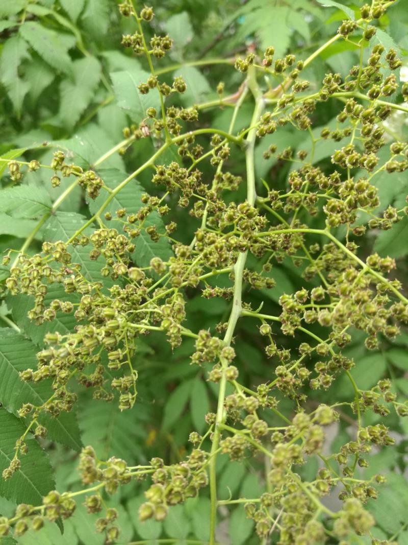 珍珠梅种子当年采收梅花种子庭院种植观赏花卉行道树