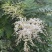 珍珠梅种子当年采收梅花种子庭院种植观赏花卉行道树
