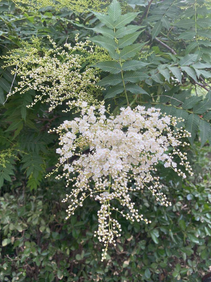 珍珠梅种子当年采收梅花种子庭院种植观赏花卉行道树