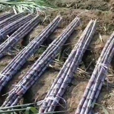 贵州黑皮甘蔗黄甘蔗大量上市了一手货源没有中间商