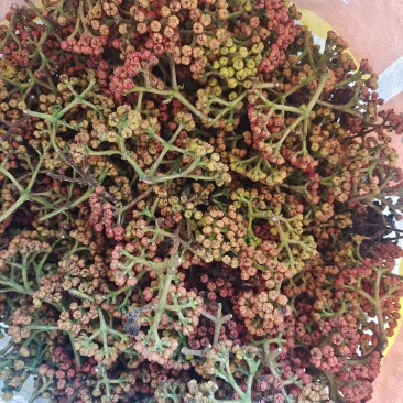 吴茱萸