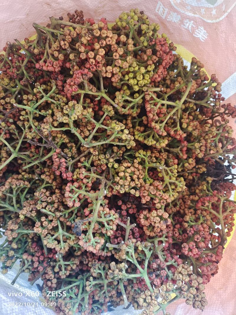 吴茱萸