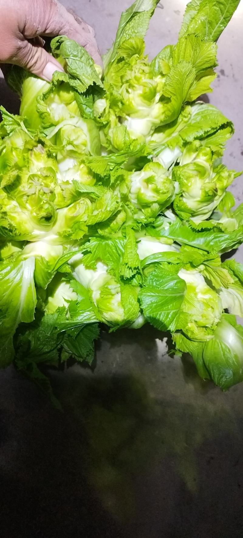 儿菜