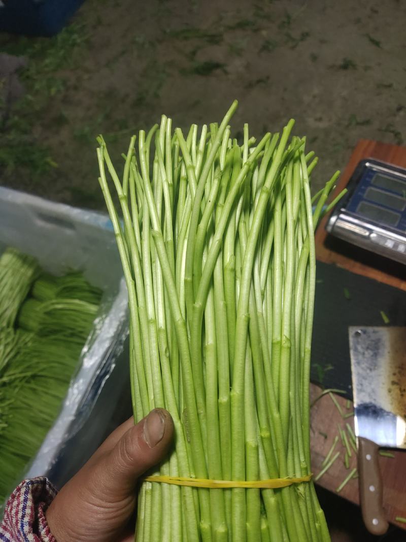 精品芦蒿，新鲜嫩