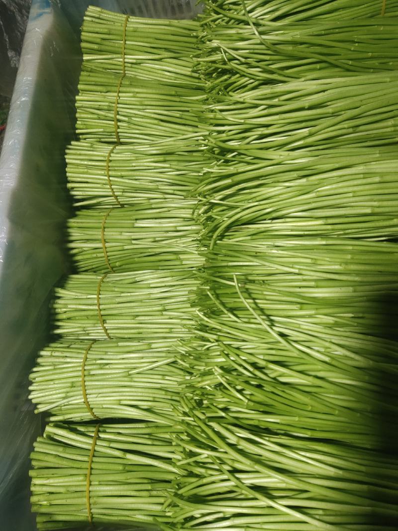 精品芦蒿，新鲜嫩