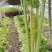 芹菜安徽精品芹菜大中小棵产地直供保质保量代发全国