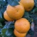 广西平南县沃柑大量上市，欢迎市场大亨，供应链平台，电商